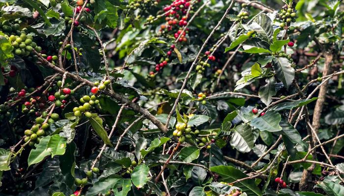  Conab estima queda na produção de café com 51,8 milhões de sacas 